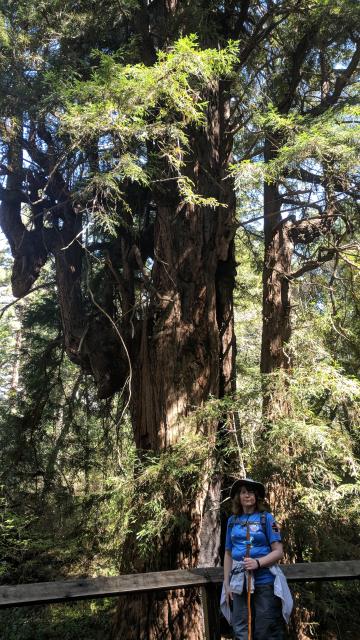 Ancient Redwood