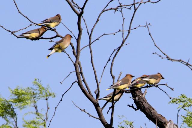 A small group of Cedar Waxwings.
