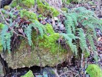 moss and ferns