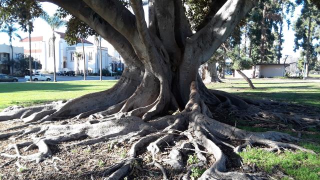 Massive Old Tree