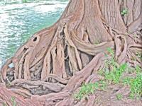 cypress roots