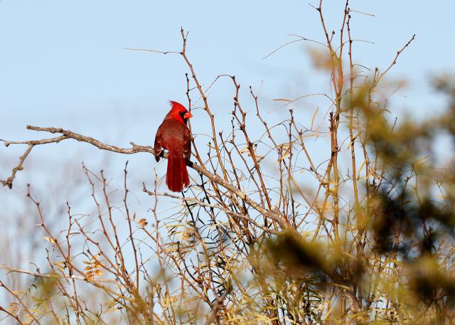 Lots of Cardinals seen today!