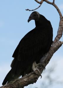 One of Three Black Vultures Watching Me