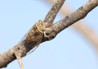 Small cicada