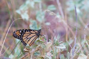 An Early Scout for the Annual Monarch Migration