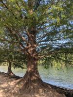 Baldcypress on the river