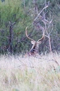 Axis Deer Buck