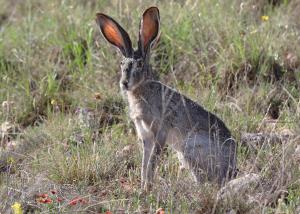 One of the Two Jack Rabbits Spotted Today