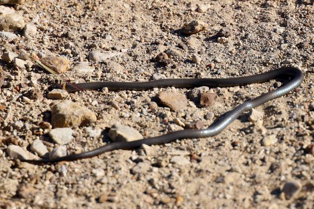 First snake spotted for 2021