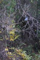 Kingfisher at Shady Trail