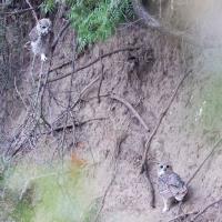 A Pair of Great Horned Owls