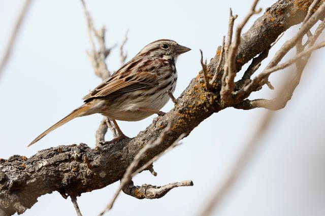 Just A Sparrow