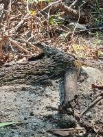 Lizard on Cedar Brake Trail 