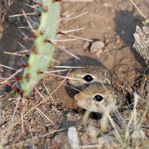 A Pair of Mexican Ground Squirrels