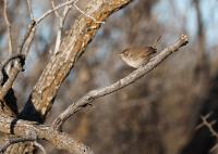 First Wren of the year spotted