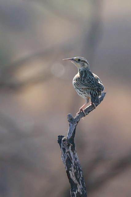 A Lonely Meadowlark