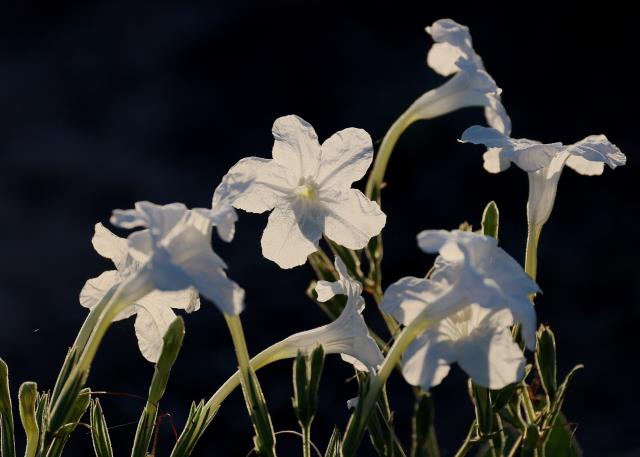 Backlit White Flowers