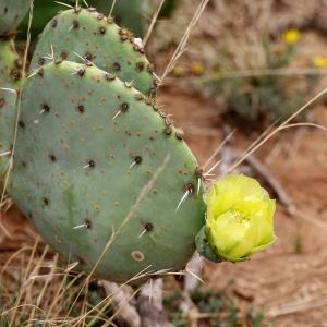 1st Cactus Flower of the 2022 Season!