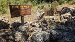 Petrified Wood