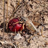 A Grasshopper's Feast