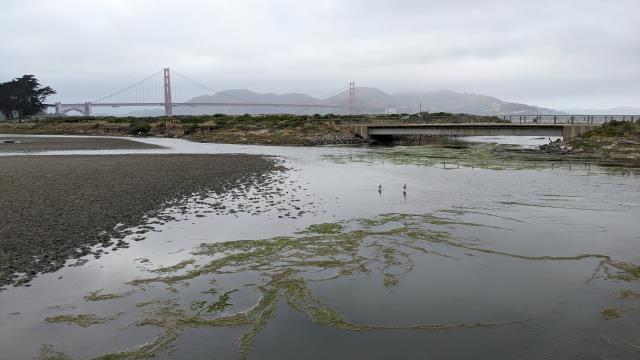 Crissy Field Marsh