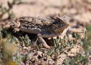 Another Horned Toad