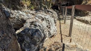 The Tunnel Tree