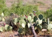 A Mockingbird on the Cactus