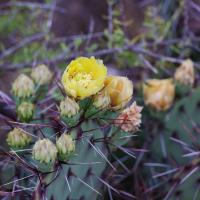 Cactus Flowers - First for the Season