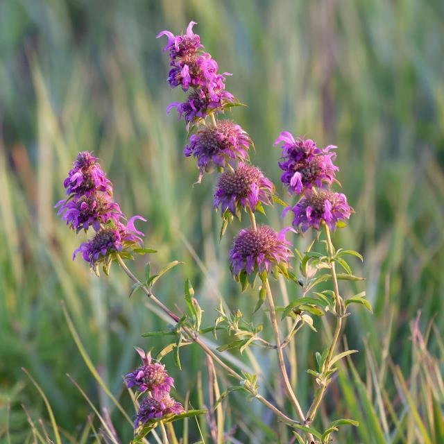 Lemonmint in Bloom