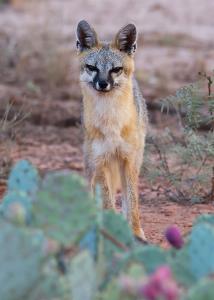 A Trusting Fox