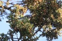 First for the Season Ruby Crowned Kinglet.