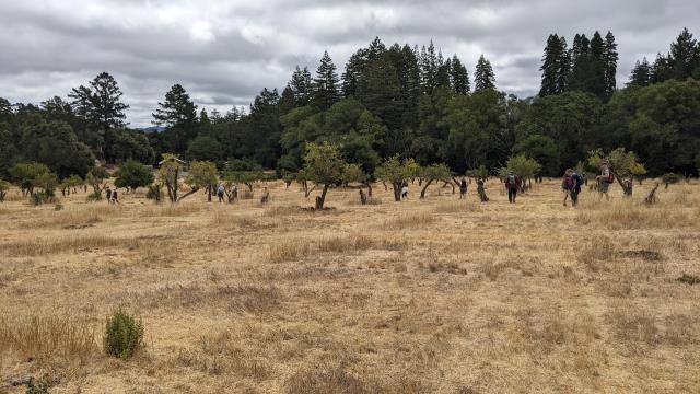 Foraging plums