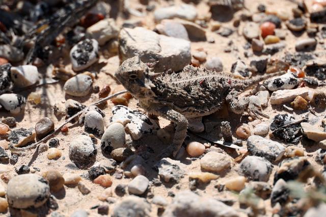 A Small Horned Lizard