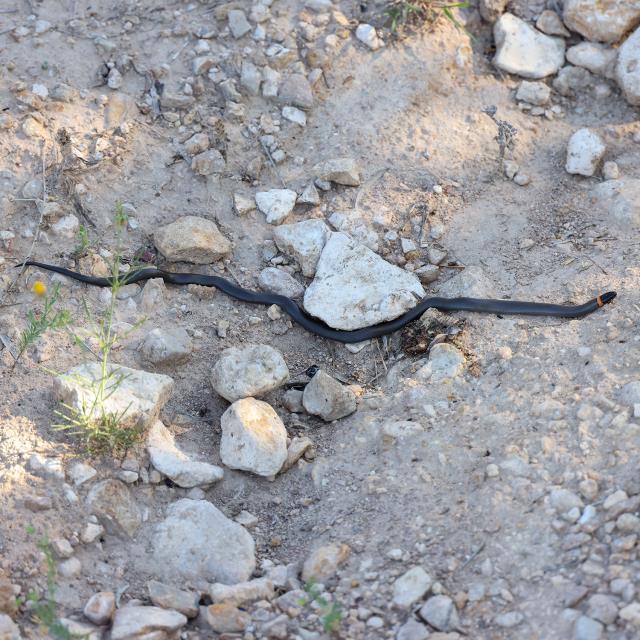 The largest Ring Collared Snake I've seen at the Park.