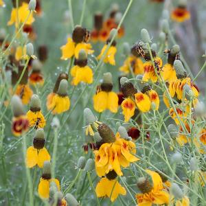 Yellow Mexican Hats Attract Bugs