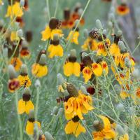 Yellow Mexican Hats Attract Bugs