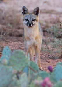 A Trusting Fox