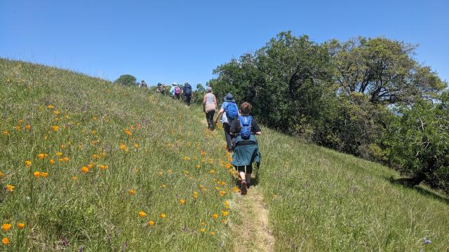 Poppies