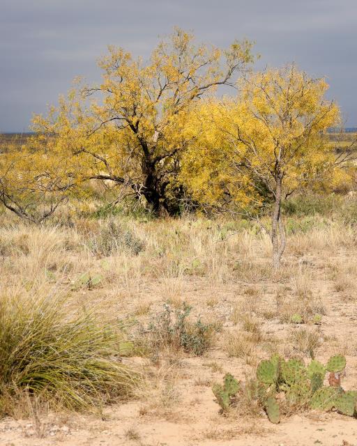 A Colorful Mesquite