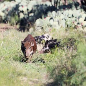 Feral Hog Encounter!