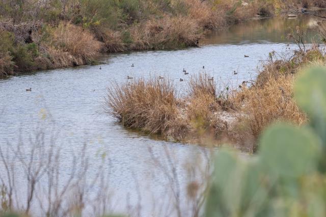 Ducks Love Water