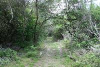 View Of The Trail