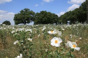 Wildflowers