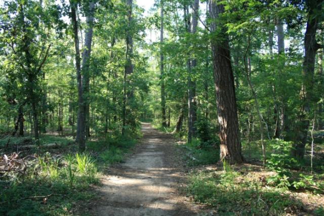 A View Of The Trail