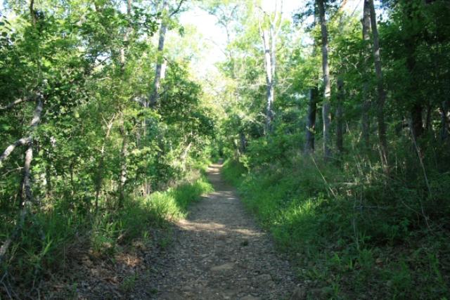View Of The Trail