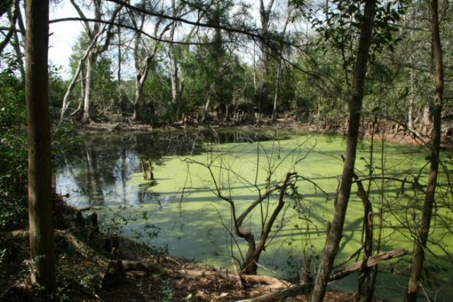 Green Algae Pond