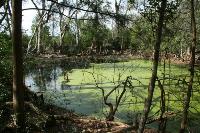 Green Algae Pond