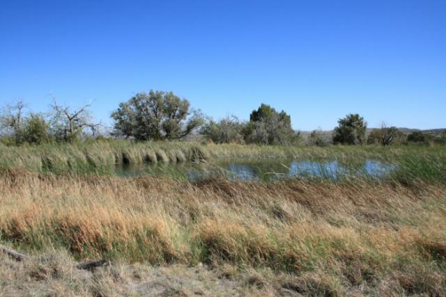 Manzanita Spring