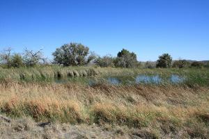 Manzanita Spring